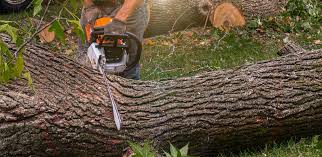 Best Tree and Shrub Care  in Mckinleyville, CA