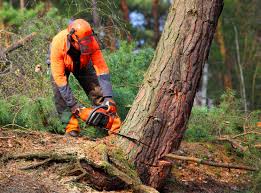 Best Stump Grinding and Removal  in Mckinleyville, CA