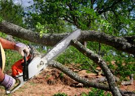Reliable Mckinleyville, CA Tree Care Solutions