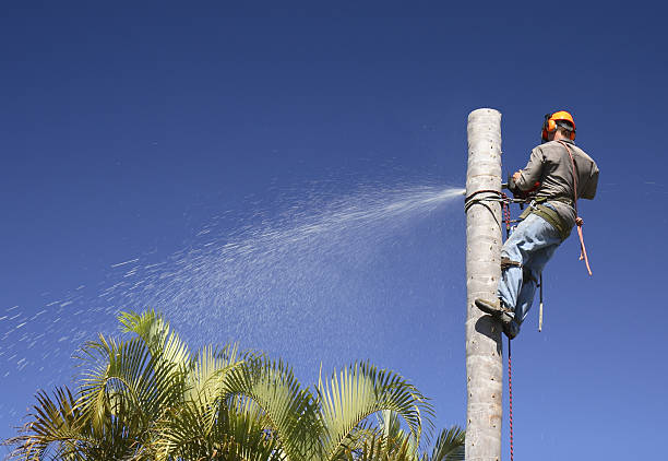 Best Tree Trimming and Pruning  in Mckinleyville, CA