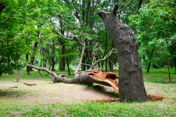 Best Storm Damage Tree Cleanup  in Mckinleyville, CA
