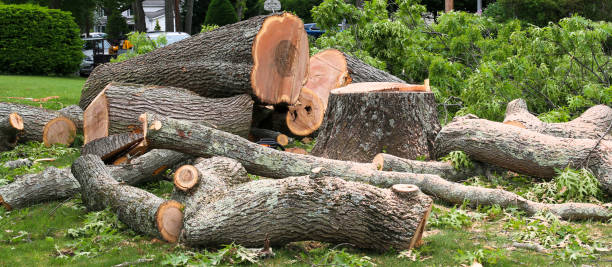How Our Tree Care Process Works  in  Mckinleyville, CA