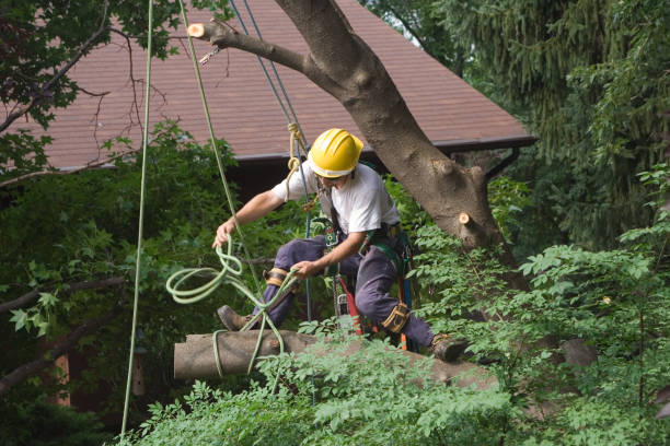 Leaf Removal in Mckinleyville, CA