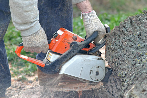 Best Tree Disease Treatment  in Mckinleyville, CA