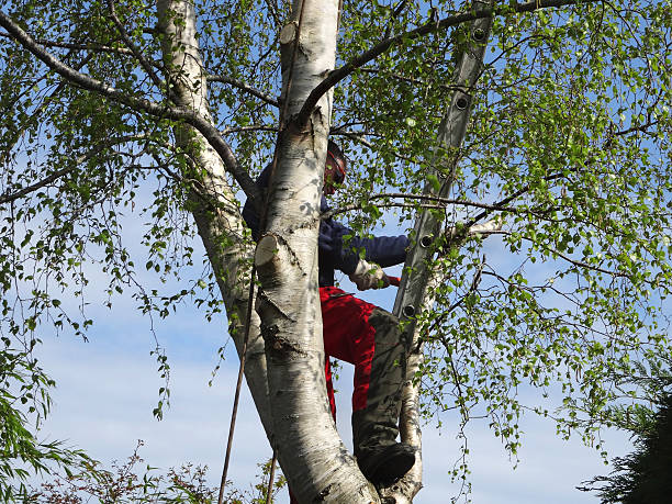 Best Tree Health Inspection  in Mckinleyville, CA