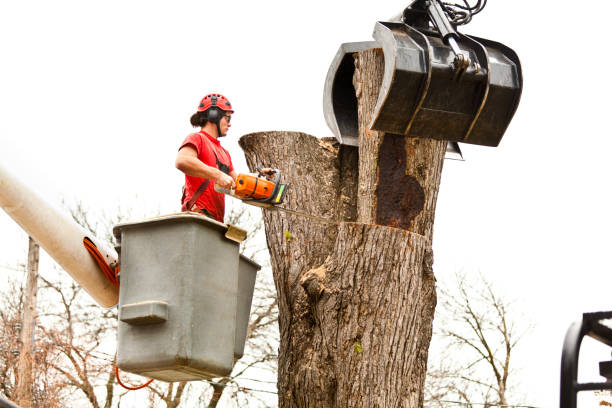  Mckinleyville, CA Tree Care Pros