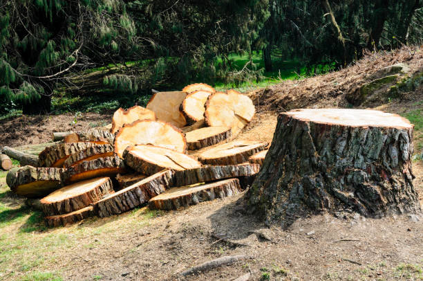Best Utility Line Clearance  in Mckinleyville, CA